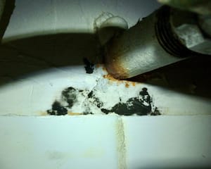 Molds grow and make spores where there is moisture and food. Here, mold is sporulating 
          using wall board that is wet from a leaking sink.