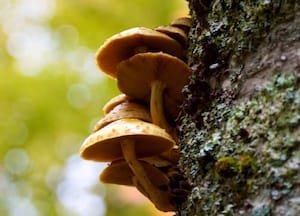Mushrooms on a tree.