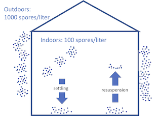 Our homes should reduce the airborne spores to about 100 per liter, 1/10th 
            of outdoors.